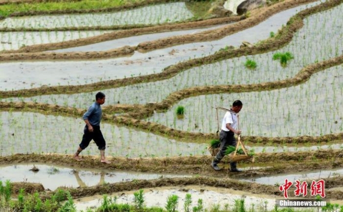 資料圖：農(nóng)歷芒種節(jié)氣將至，江西省橫峰縣葛源鎮(zhèn)石橋村上千畝梯田水滿田疇，農(nóng)民忙著耕田、栽插一季晚稻，田間一派繁忙景象。胡敦煌 攝