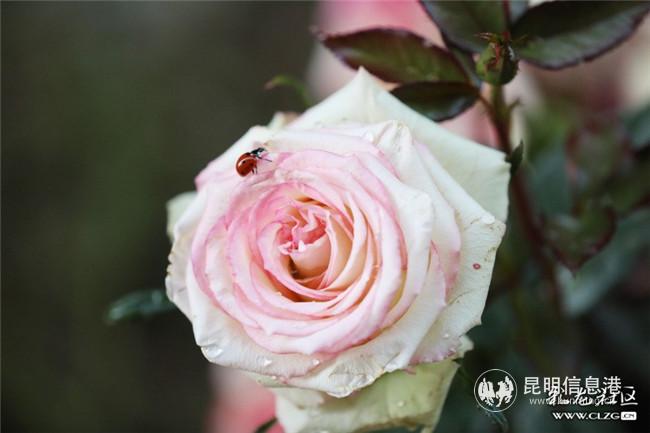 彩龍網(wǎng)友李淺川攝影作品 彩龍網(wǎng)友李淺川攝影作品