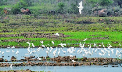 留住“海上森林”，我們可以做得更多