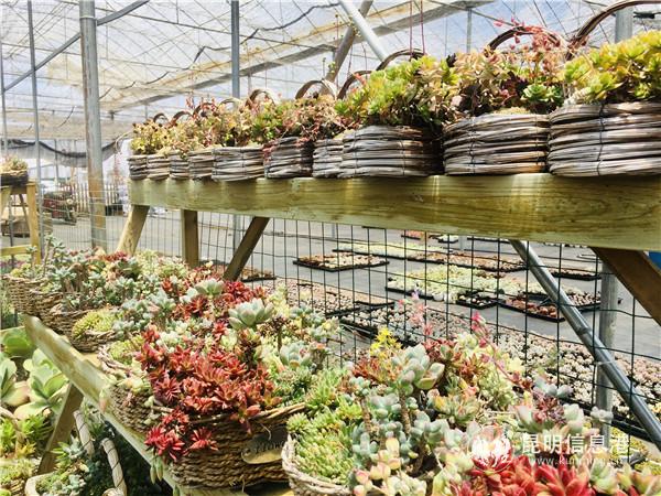 正欣園藝 正欣園藝