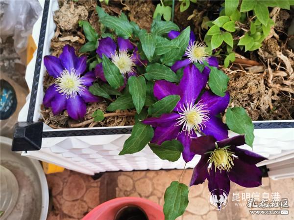 5鐵線蓮 5鐵線蓮