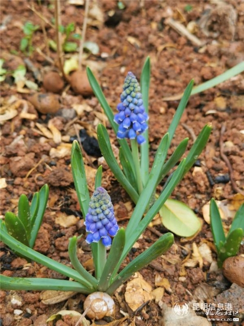 6葡萄風信子 6葡萄風信子