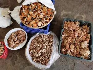 松茸降價(jià)十倍 紅牛肝菌80元/公斤！昆明20多種野生菌上市 快去“撿相因”