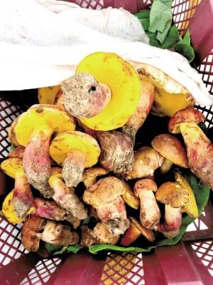 松茸降價(jià)十倍 紅牛肝菌80元/公斤！昆明20多種野生菌上市 快去“撿相因”