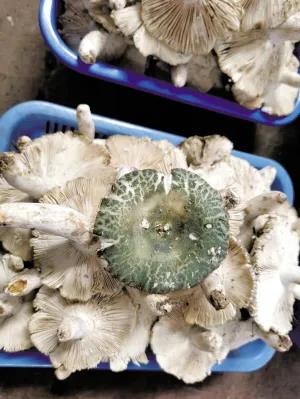 松茸降價(jià)十倍 紅牛肝菌80元/公斤！昆明20多種野生菌上市 快去“撿相因”
