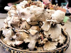 松茸降價(jià)十倍 紅牛肝菌80元/公斤！昆明20多種野生菌上市 快去“撿相因”