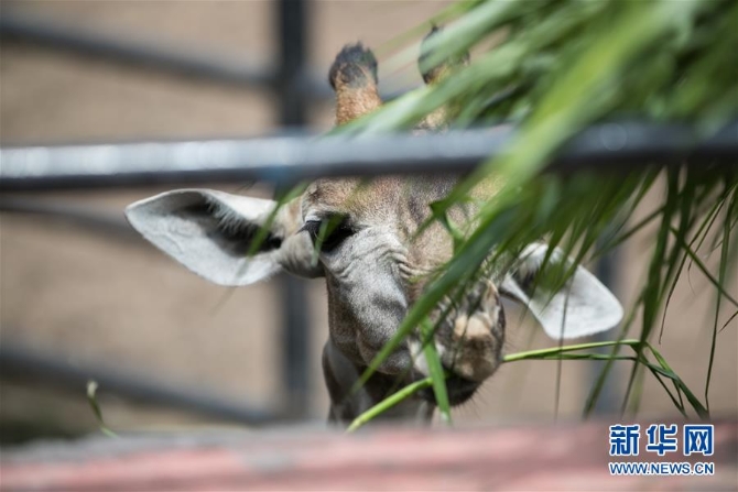（國際疫情）（1）泰國動物園免費向民眾開放