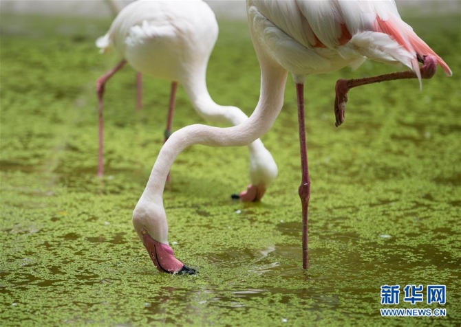 （國際疫情）（2）泰國動物園免費向民眾開放