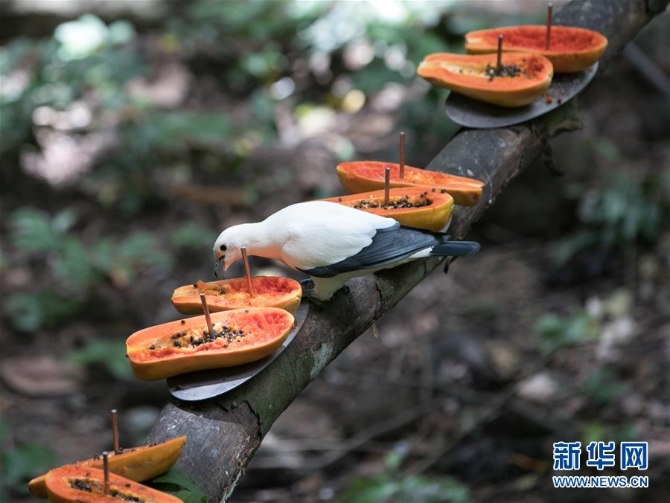 （國際疫情）（6）泰國動物園免費向民眾開放