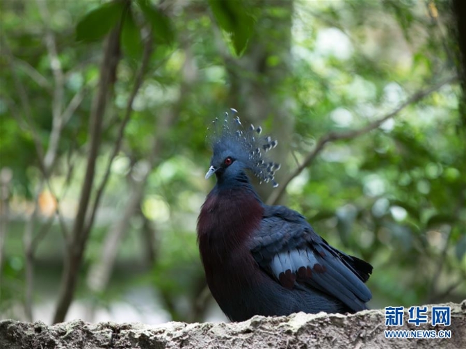 （國際疫情）（7）泰國動物園免費向民眾開放