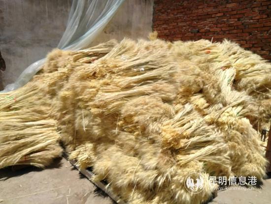 小麥干花制作 (1)