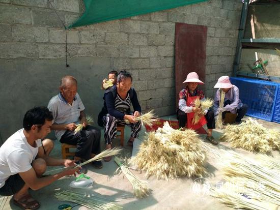 小麥干花制作 (4)
