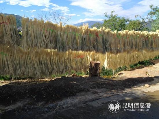 小麥干花制作 (6)