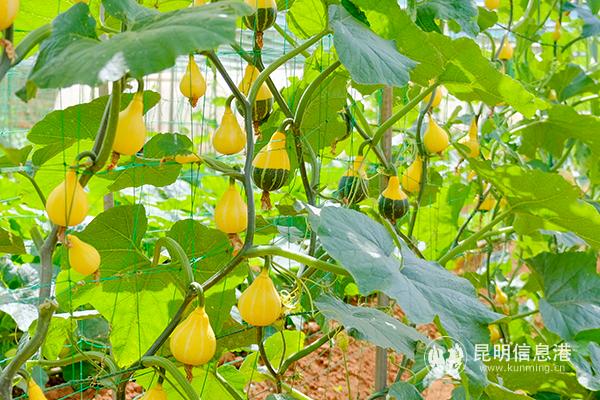 觀賞型瓜種 記者徐毅杰攝 觀賞型瓜種 記者徐毅杰攝