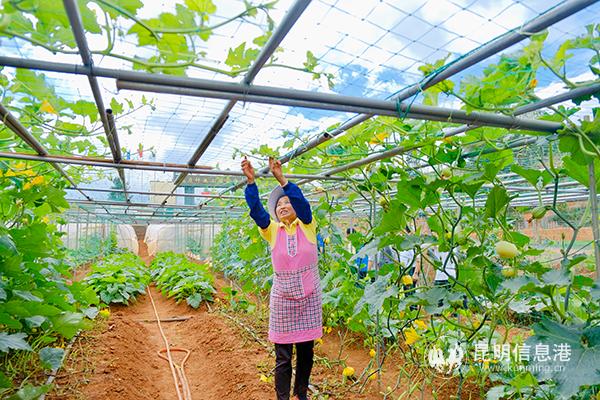 梁王山現(xiàn)代農(nóng)業(yè)公園特色種植 記者徐毅杰攝 梁王山現(xiàn)代農(nóng)業(yè)公園特色種植 記者徐毅杰攝