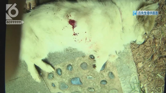 小狗院內(nèi)莫名身亡    主人懷疑“遭黑槍”