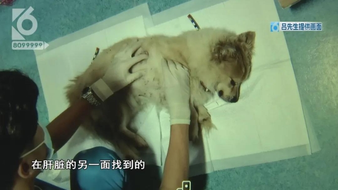 小狗院內(nèi)莫名身亡    主人懷疑“遭黑槍”