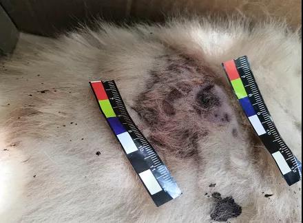 小狗院內(nèi)莫名身亡    主人懷疑“遭黑槍”