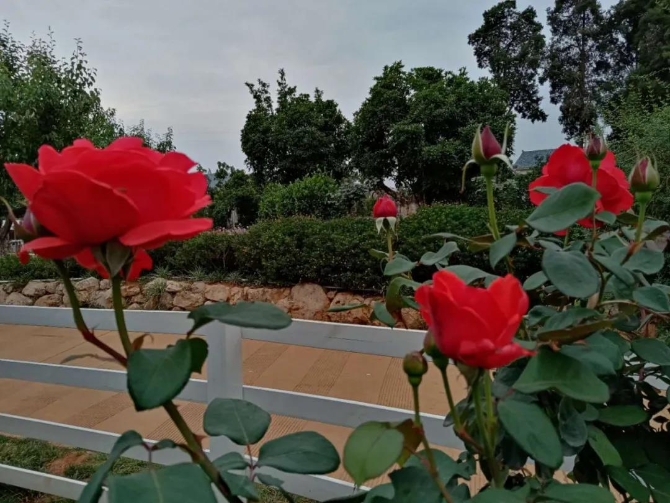 微信圖片_20200623211340 微信圖片_20200623211340