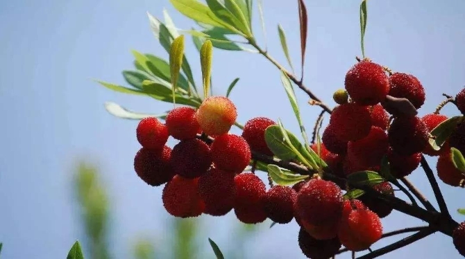 微信圖片_20200623211346 微信圖片_20200623211346