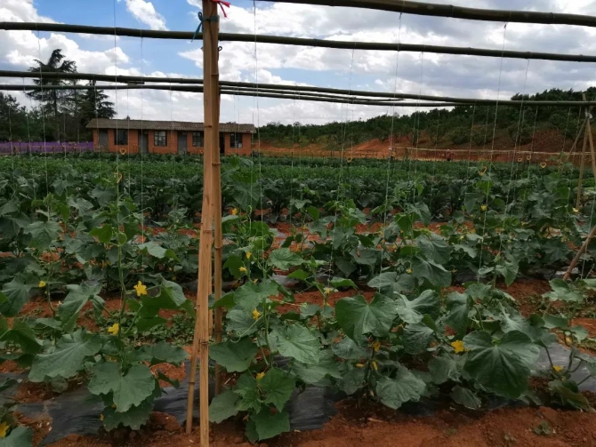 微信圖片_20200623211348 微信圖片_20200623211348