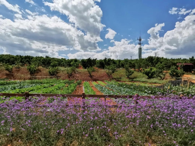 微信圖片_20200623211350 微信圖片_20200623211350