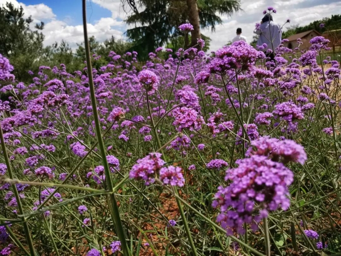 微信圖片_20200623211352 微信圖片_20200623211352