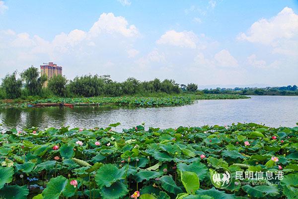 荷花湖2
