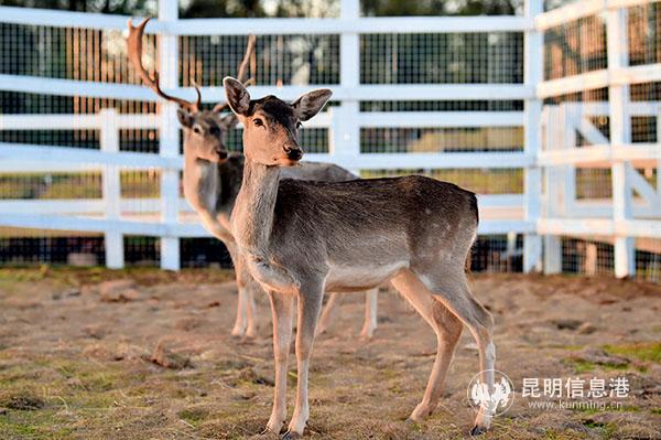 萌寵樂(lè)園中的小動(dòng)物
