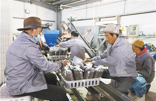 點對點扶貧 手牽手致富