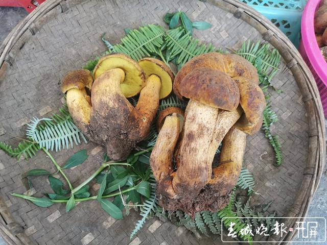昆明野生菌