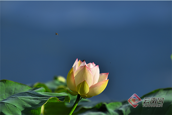 昌寧：繽紛夏日因荷來(lái)