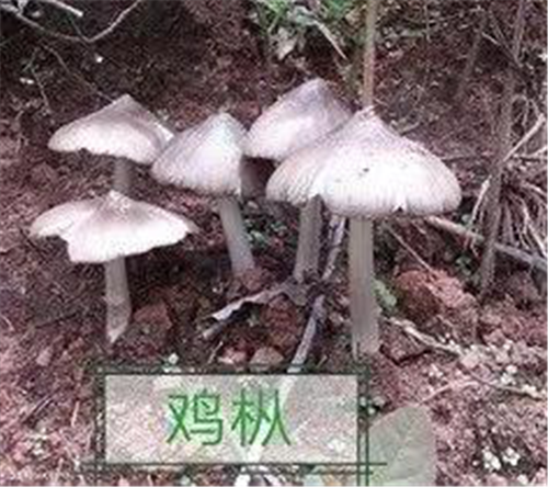 圖片 13.png 圖片 13.png