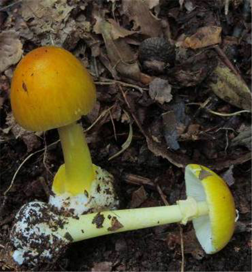 圖片 17.png 圖片 17.png