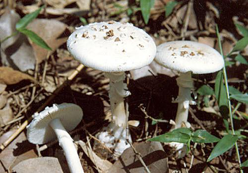 圖片 1.png 圖片 1.png