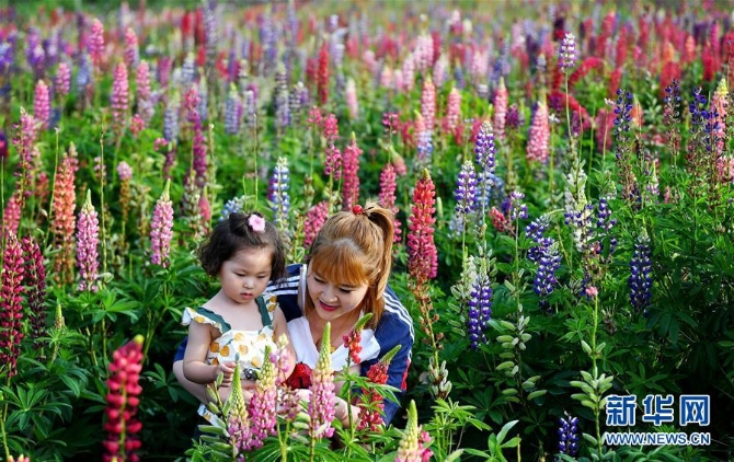 陜西太白:花開引客來 (美麗中國)(4)陜西太白:花開引客來