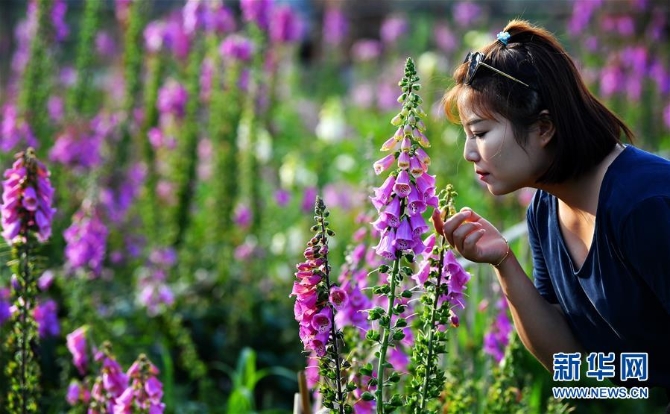 陜西太白:花開引客來 (美麗中國)(5)陜西太白:花開引客來