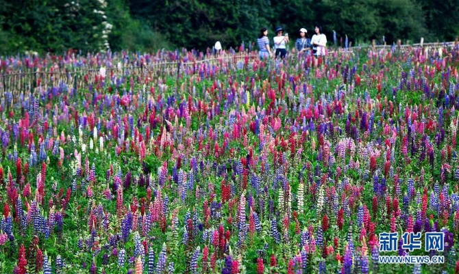 陜西太白:花開引客來 (美麗中國)(6)陜西太白:花開引客來