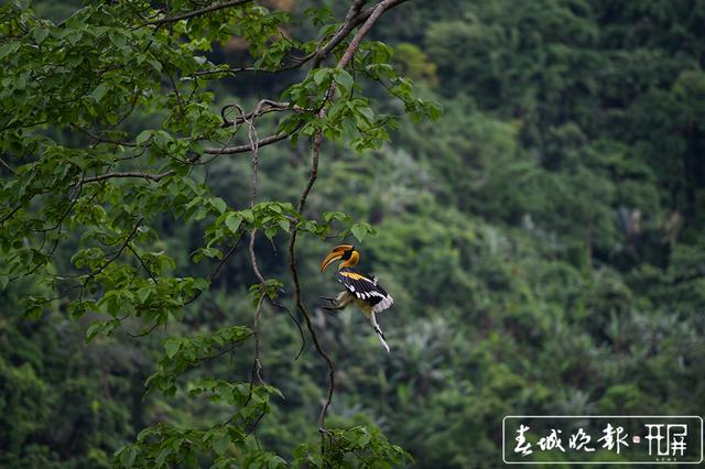 堅守36天 攝影師在德宏拍到犀鳥寶寶出巢稀罕影像