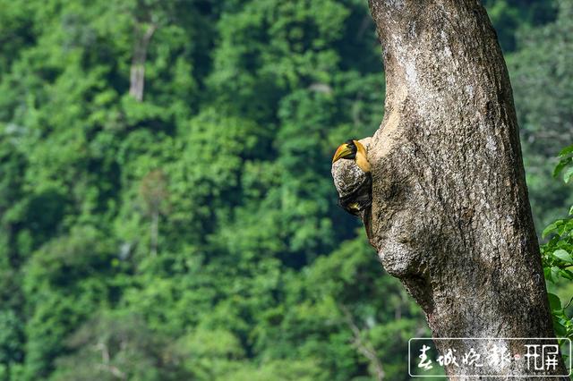 堅守36天 攝影師在德宏拍到犀鳥寶寶出巢稀罕影像