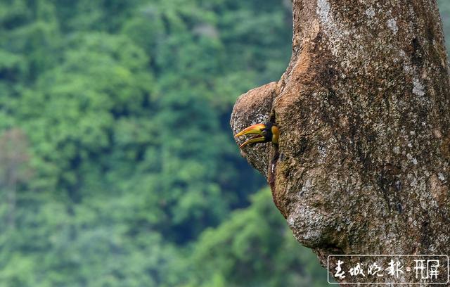 堅守36天 攝影師在德宏拍到犀鳥寶寶出巢稀罕影像