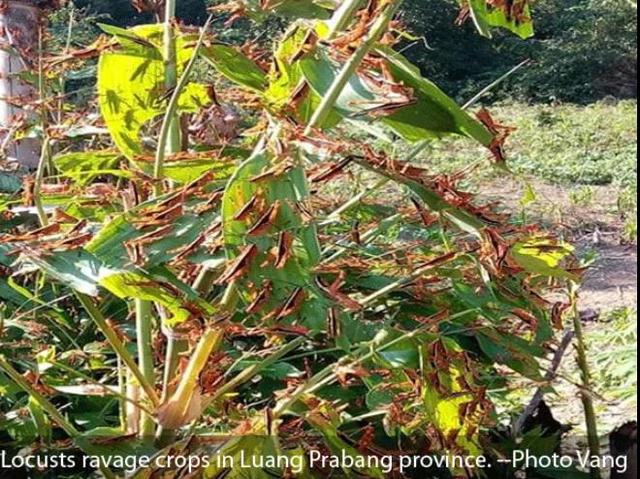 老撾蝗災(zāi)已從邊境蔓延至普洱1.jpg