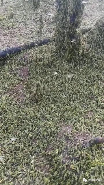 老撾蝗災(zāi)已從邊境蔓延至普洱2.jpg