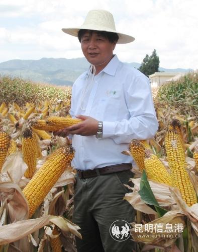 云南省農(nóng)業(yè)科學院糧食作物研究所所長番興明。資料圖