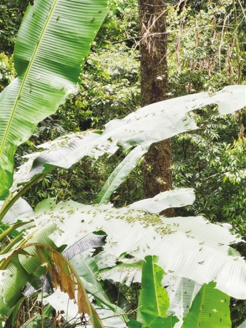 20200711A05_res11_attpic_brief