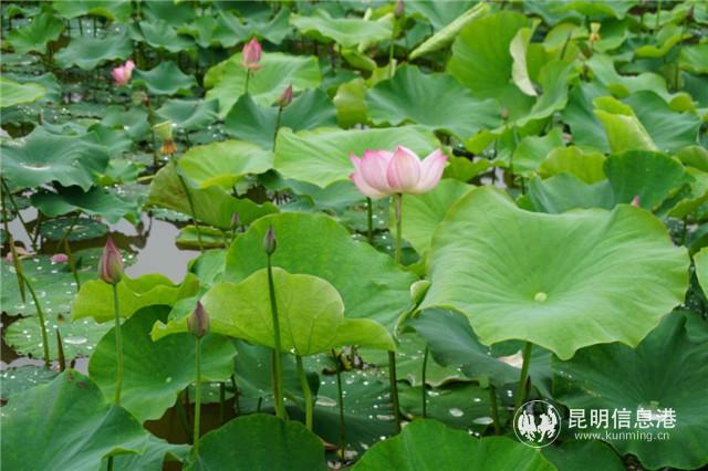 mmexport1594551876672