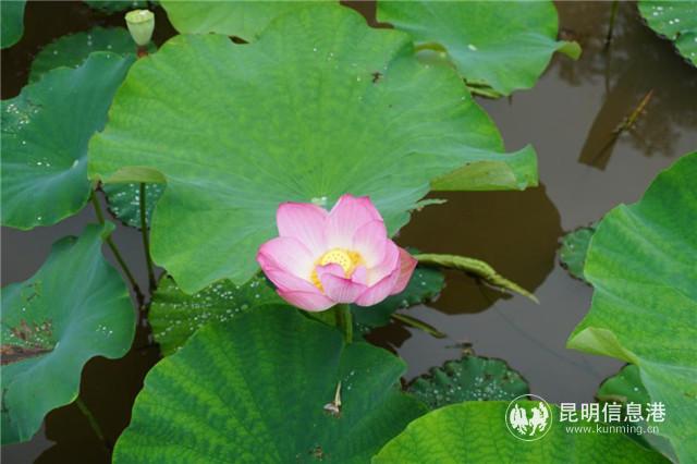 mmexport1594554688526