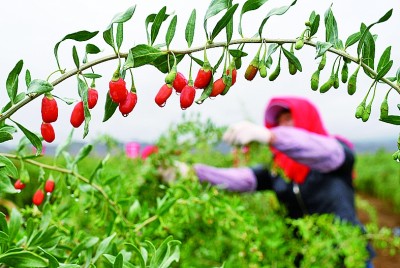 市場(chǎng)為媒，山海攜手譜新篇