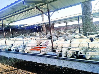 市場(chǎng)為媒，山海攜手譜新篇