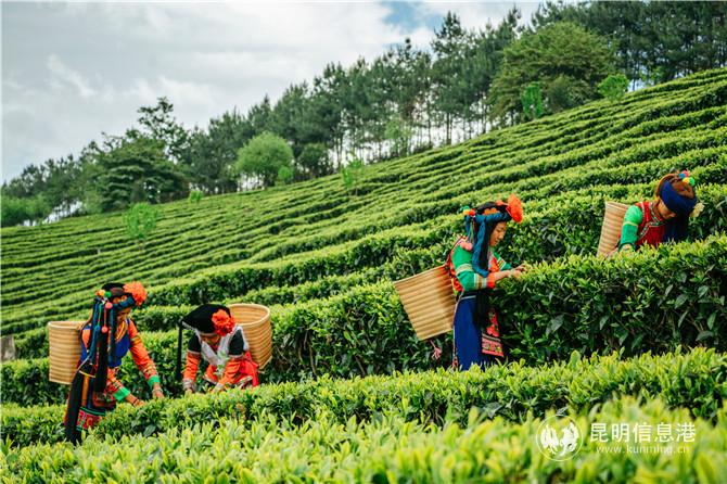 茶莊園 景-2 茶莊園 景-2